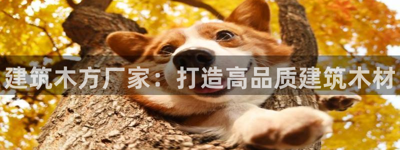 谈球吧的聊天软件叫什么