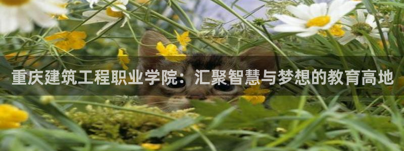 谈球吧买球是正规的吗