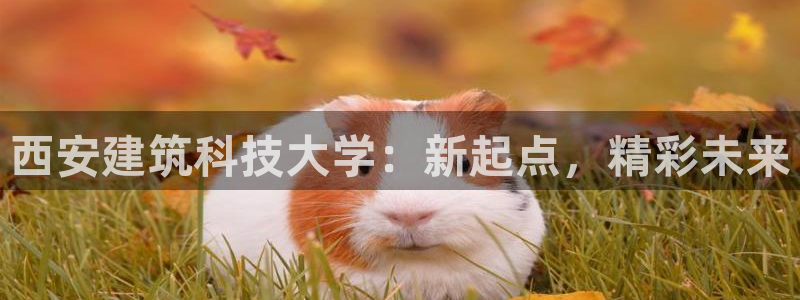 谈球吧的聊天软件叫什么